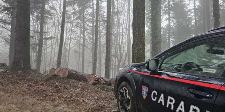 I Carabinieri del Nucleo Forestale nel Parco delle Serre