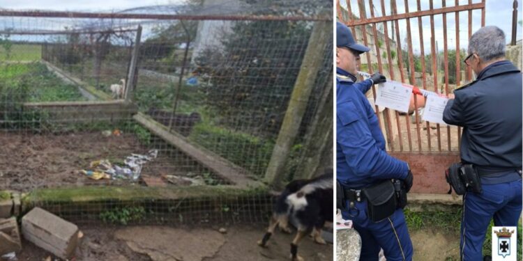 Il sequestro dell'area dove erano stipati cani e gatti in condizioni critiche