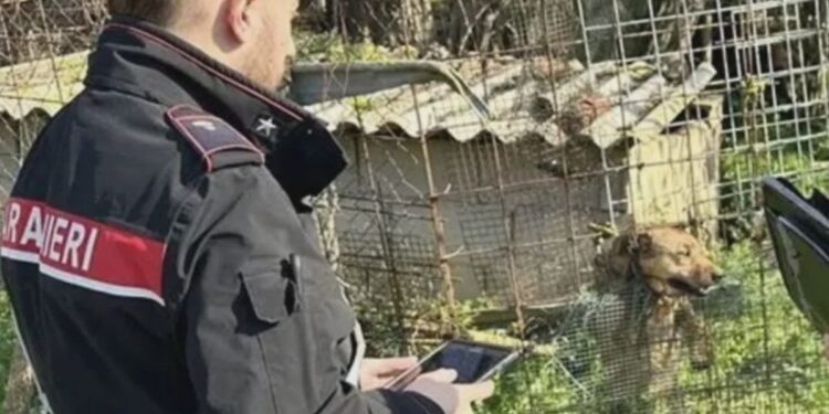 Il rinvenimento dei cani in condizioni estreme da parte dei Carabinieri in Calabria