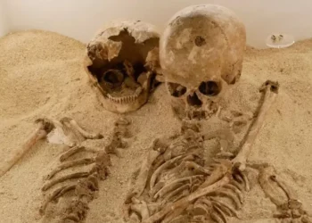 Gli scheletri - Foto Ansa