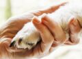 Una mano umana stringe la zampa di un cane. Un simbolo di tutela degli animali
