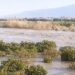 Allarme di Confagricoltura Calabria: «Comparto agricolo messo in ginocchio dal ciclone Ulrike»