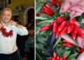Il Peperoncino di Calabria vola verso il riconoscimento Igp. Ad annunciarlo è stato l'assessore all'Agricoltura, Gianluca Gallo