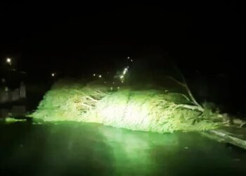 Un albero abbattuto dal maltempo a Reggio Calabria