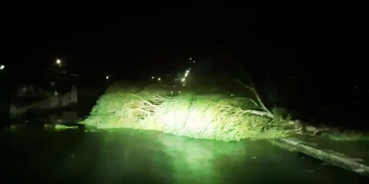 Un albero abbattuto dal maltempo a Reggio Calabria