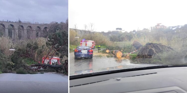L'albero crollato a causa del maltempo sulla Sp22 tra Tropea e Ricadi, nel Vibonese