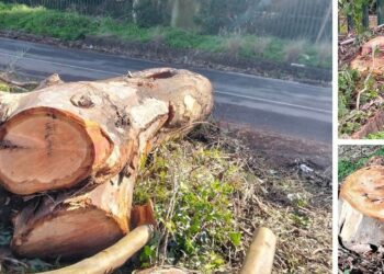 Taglio di alberi a Vibo Marina, l’ira di Italia Nostra: «Cancellato un bosco di eucalipti secolari»