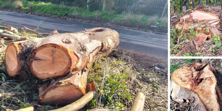 Taglio di alberi a Vibo Marina, l’ira di Italia Nostra: «Cancellato un bosco di eucalipti secolari»