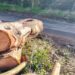 Taglio di alberi a Vibo Marina, l’ira di Italia Nostra: «Cancellato un bosco di eucalipti secolari»
