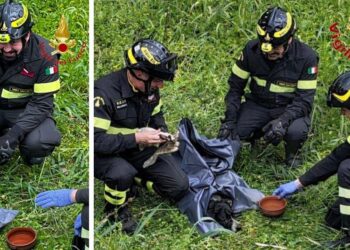 Il cane salvato grazie all'intervento dei Vigili del Fuoco