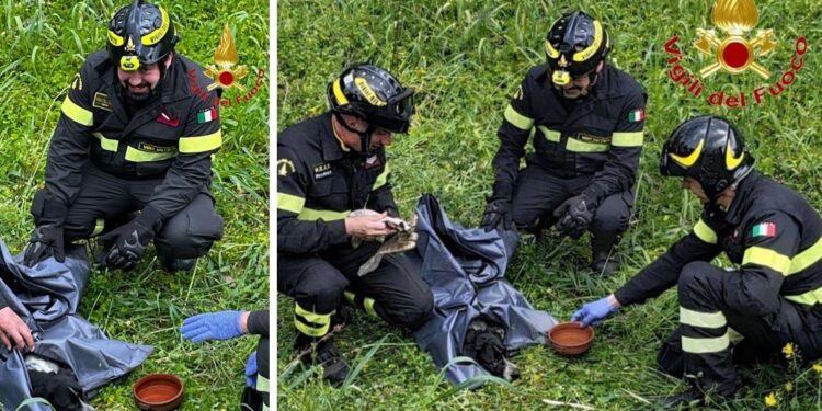 Il cane salvato grazie all'intervento dei Vigili del Fuoco