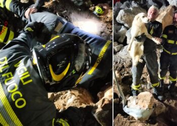 Il salvataggio del cane a Schiavonea da parte dei vigili del fuoco
