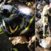 Il salvataggio del cane a Schiavonea da parte dei vigili del fuoco