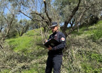 Un carabiniere certifica l'abbattimento di 280 ulivi in Calabria