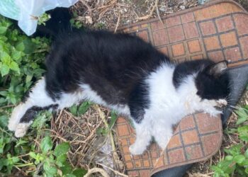 Uno dei gattini porti per avvelenamento