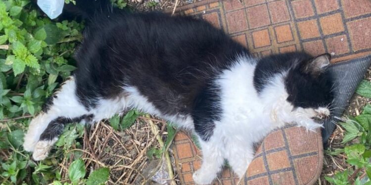 Uno dei gattini porti per avvelenamento