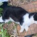 Uno dei gattini porti per avvelenamento