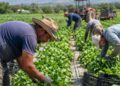 Lavoratori agricoli
