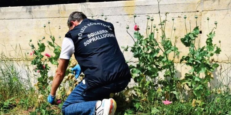 La Polizia controlla papaveri da oppio
