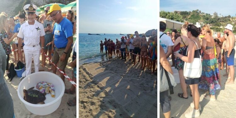 Immessa in mare la tartaruga “Alessia”