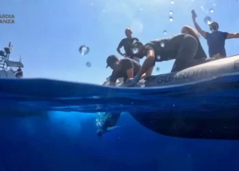 tartarughe caretta caretta rilascio