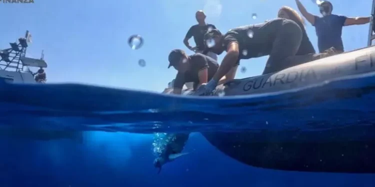 tartarughe caretta caretta rilascio