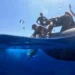 tartarughe caretta caretta rilascio