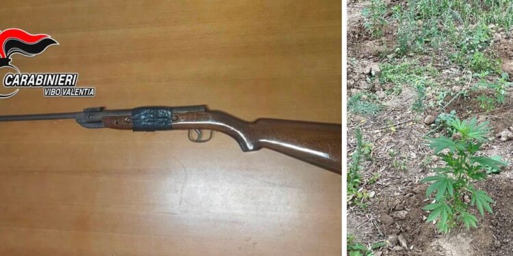 Carabina sequestrata e piantagione droga