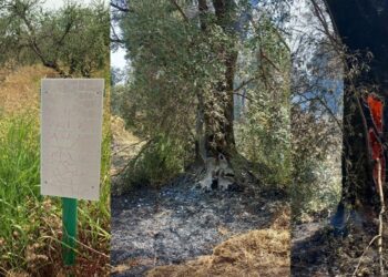 Incendiati gli ulivi in un bene confiscato alla 'ndrangheta in Calabria
