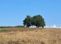 Il miracolo del grano Rosìa a Maierato: la rinascita dell’antico cereale della Piana degli Scrisi