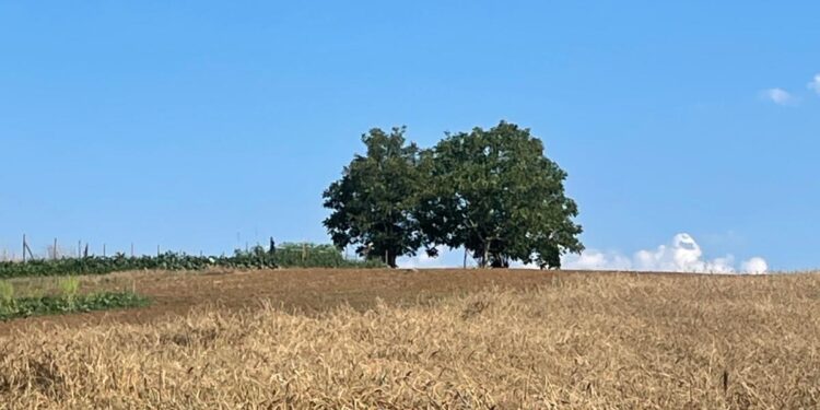 Il miracolo del grano Rosìa a Maierato: la rinascita dell’antico cereale della Piana degli Scrisi