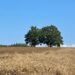 Il miracolo del grano Rosìa a Maierato: la rinascita dell’antico cereale della Piana degli Scrisi