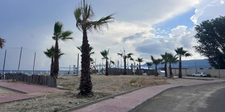 Le palme donate da un cittadino a Bivona