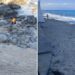 Gli interventi di pulizia sulle spiagge di Ricadi