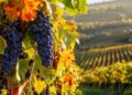 Un vitigno con l'uva destinata alla produzione del vino
