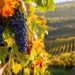 Un vitigno con l'uva destinata alla produzione del vino