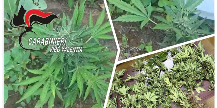 cannabis ritrovamento
