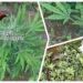 cannabis ritrovamento