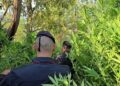 I carabinieri individuano una piantagione di marijuana a Rosarno, in Calabria