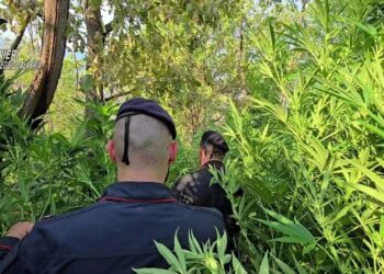 I carabinieri individuano una piantagione di marijuana a Rosarno, in Calabria