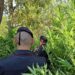 I carabinieri individuano una piantagione di marijuana a Rosarno, in Calabria