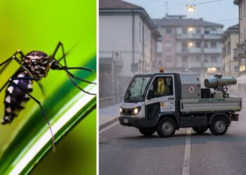 Disinfestazione zanzare