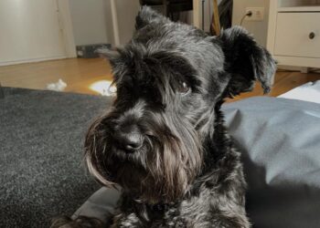cane-pizzo