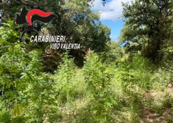 Carabinieri Piantagione Cannabis