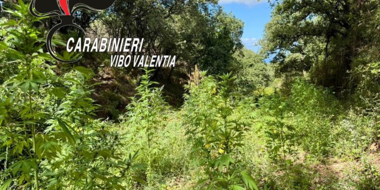 Carabinieri Piantagione Cannabis