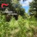 Carabinieri Piantagione Cannabis
