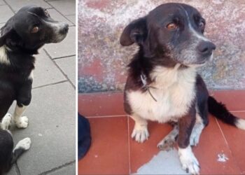 Il compianto cane Ciro di Spilinga