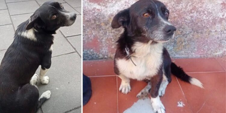 Il compianto cane Ciro di Spilinga
