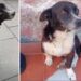 Il compianto cane Ciro di Spilinga