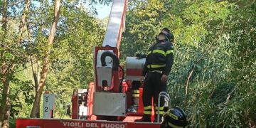 Parapendista resta incastrato sulla cima di un albero in Calabria: salvato dai Vigili del Fuoco – VIDEO